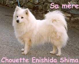 CH. Chouette Enishida shima