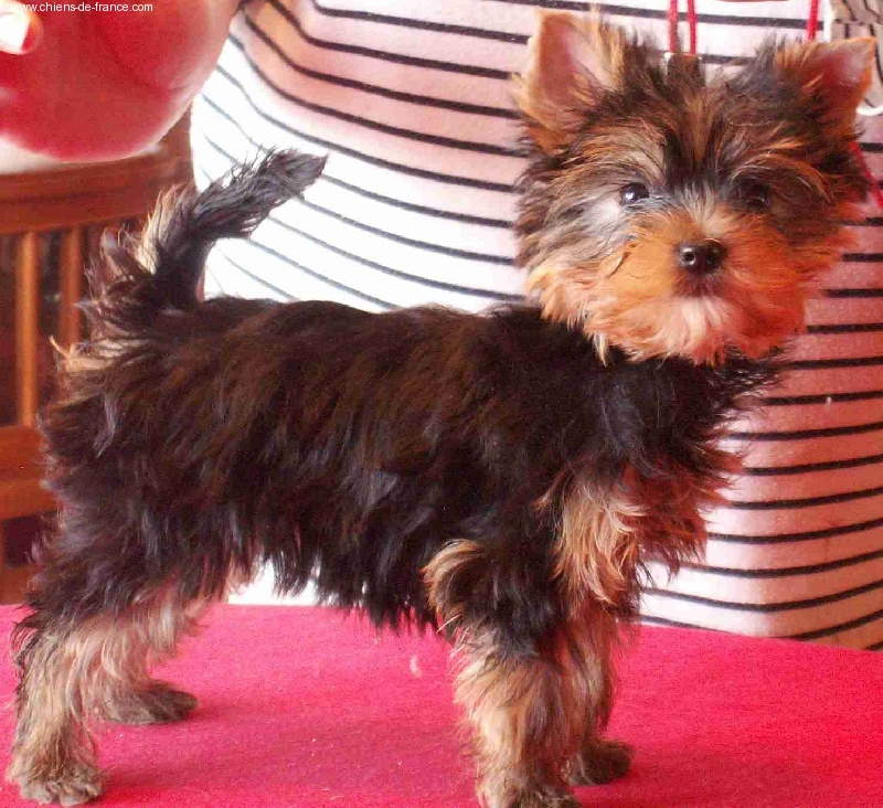 Arsinoë de Brunehault