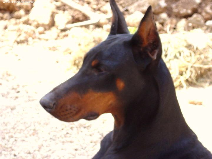 Publication : du collet de l'olivier 