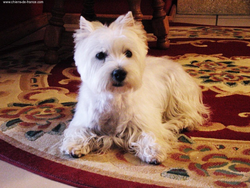 Udine de la Clairiere aux Cerfs