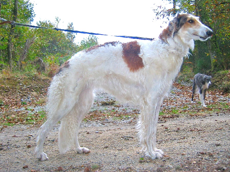 Taissia D'isnaia poliana