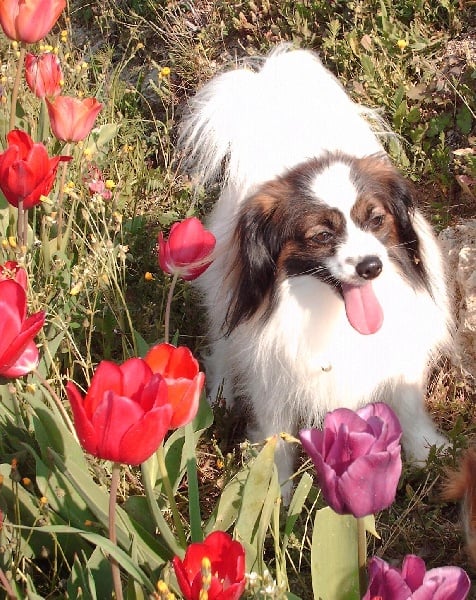 Publication : du chemin des ollivats