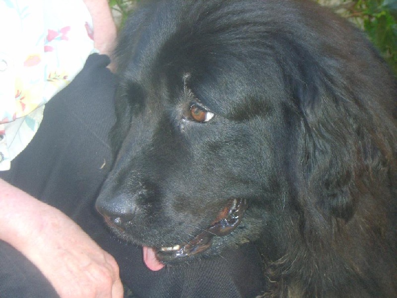 Publication : Des lutins noirs aux yeux d'amour