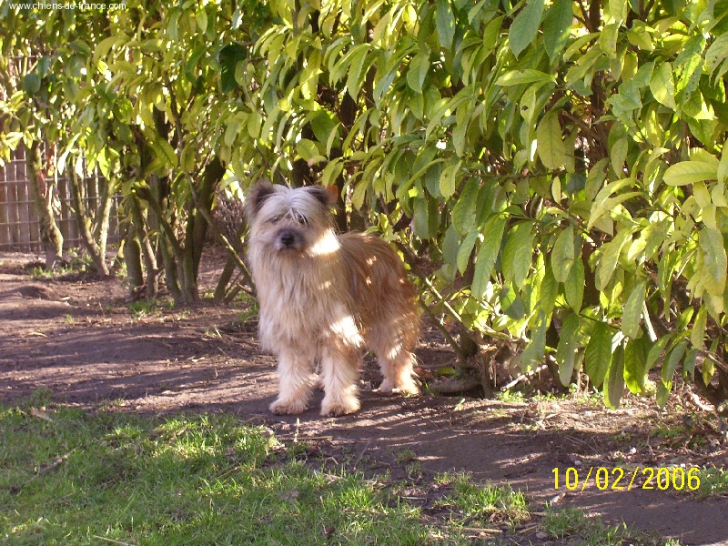 Laïka Du pic d'arbizon