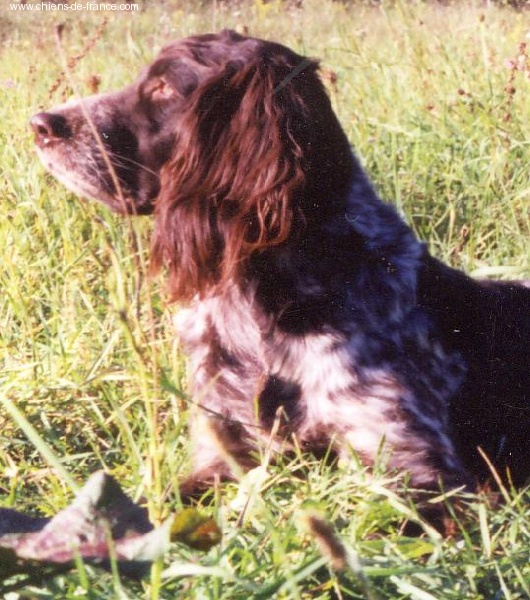 CH. Zora Von der wildhut