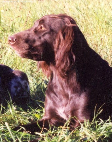 CH. Malu Vom hundegeläut