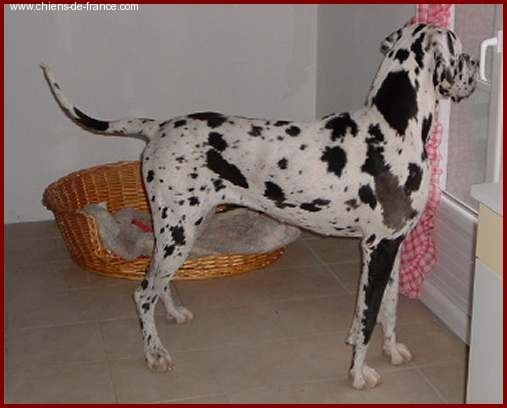 Publication : du Cerbere d'Eyjeaux