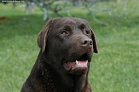 Étalon Labrador Retriever - Too much Of evergreen oak