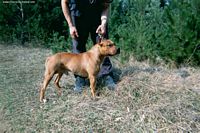 Étalon American Staffordshire Terrier - Sullyvan Du troisième millenaire