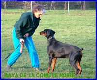 Étalon Dobermann - Baya De la comete noire