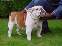 Étalon Bulldog Anglais - CH. Merriveen Touch of lock