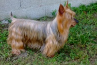 Étalon Australian Silky Terrier - CH. Rhapsodie in gold Des hauts marizys