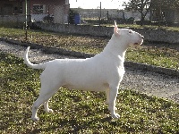 Étalon Bull Terrier - CH. Ultimate zelda du Manoir de Guildford