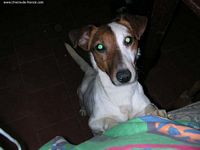 Étalon Jack Russell Terrier - Virgule du clos de Grisailloux