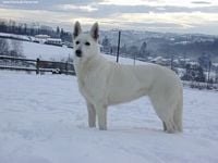 Étalon Berger Blanc Suisse - Taïa Of white dog