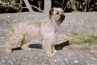 Étalon Berger des Pyrenees à poil long - Romance du lavoir des Marais