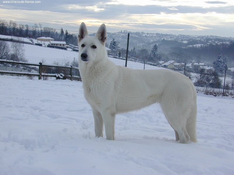 Taïa Of white dog