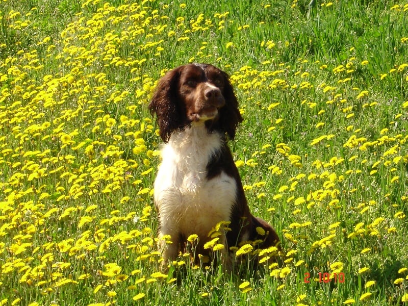 Tipie des Mille Epines