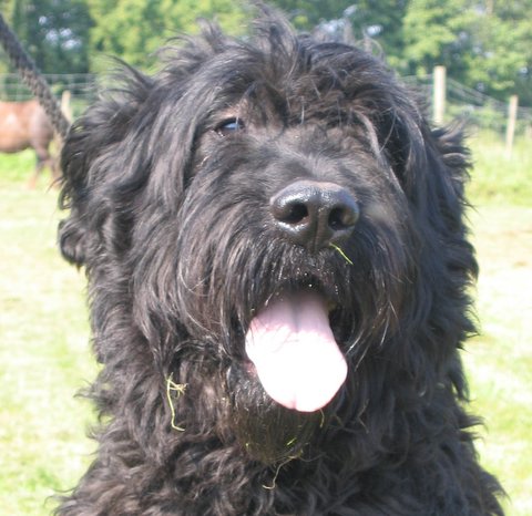 Aristote de la Genesis