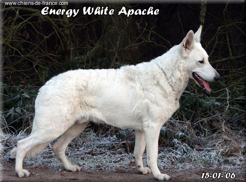 Publication : White Apache 