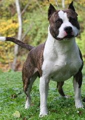 Étalon American Staffordshire Terrier - CH. Taïrick des Cynolégionnaires