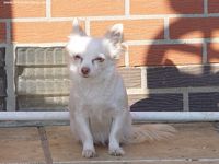 Étalon Chihuahua - Shina (Sans Affixe)