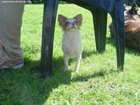 Étalon Chihuahua - Choupinette (Sans Affixe)