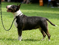 Étalon Bull Terrier - Bonny fire Du Manoir De Guildford