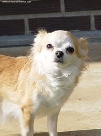 Étalon Chihuahua - Xenia (Sans Affixe)
