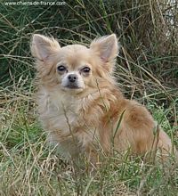 Étalon Chihuahua - Xkissy (Sans Affixe)