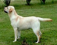 Étalon Labrador Retriever - Sparkle yellow de L'Erette