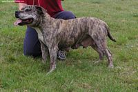 Étalon American Staffordshire Terrier - Rozzy girl Of oka dog's