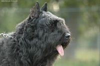 Étalon Bouvier des Flandres - CH. Attention De la ghoudier