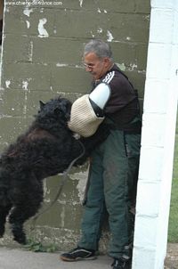 Étalon Bouvier des Flandres - Xulla Black arzal