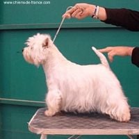 Étalon West Highland White Terrier - One of these days de Champernoune