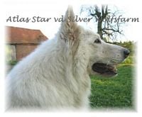 Étalon Berger Blanc Suisse - Atlas star Of the silver wolfsfarm