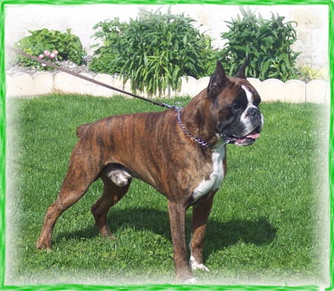 Publication : Du domaine des sylves 