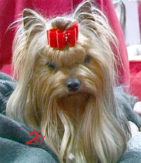 Viva rock'n love du Gué de l'Adour