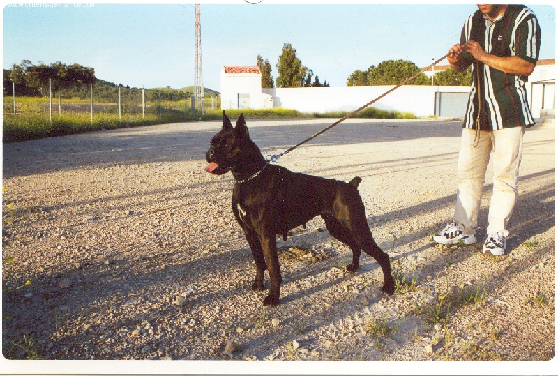 Donna De rollal avalon