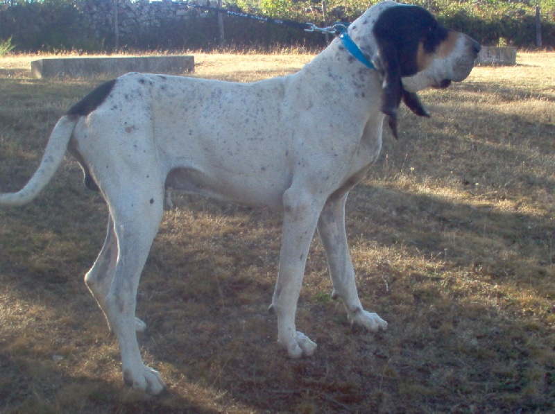 Romeo Des plateaux de la Burguiere