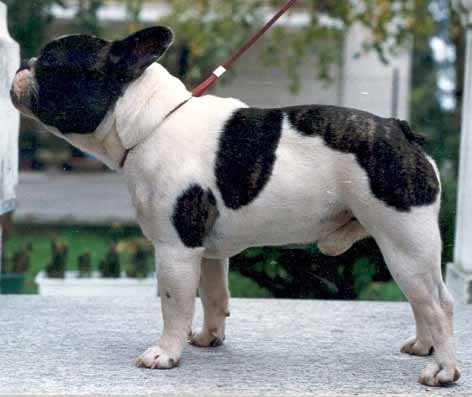 CH. Petem The pied of madwell