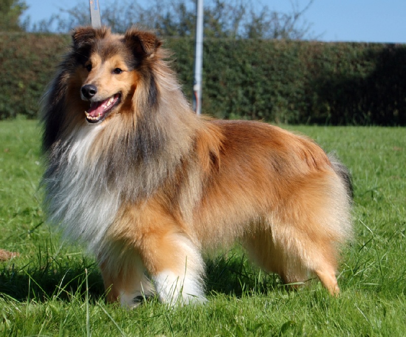 Publication : de la roche aux Sources Auteur : Moser