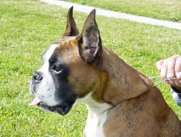 Talisman De villalba