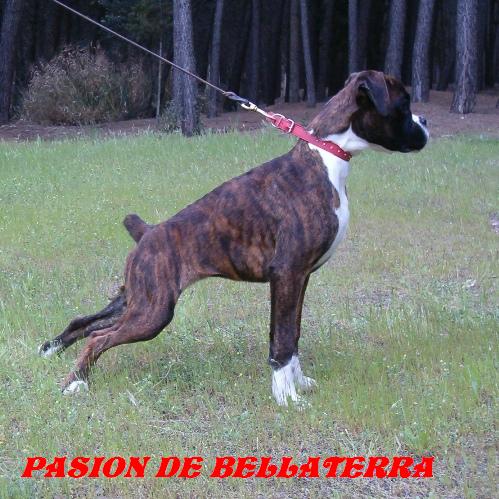 Publication : de Bellaterra