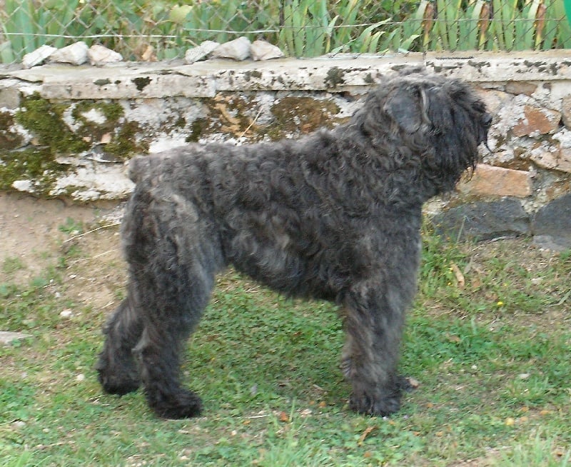 Volpone de l'étang de Villedieu