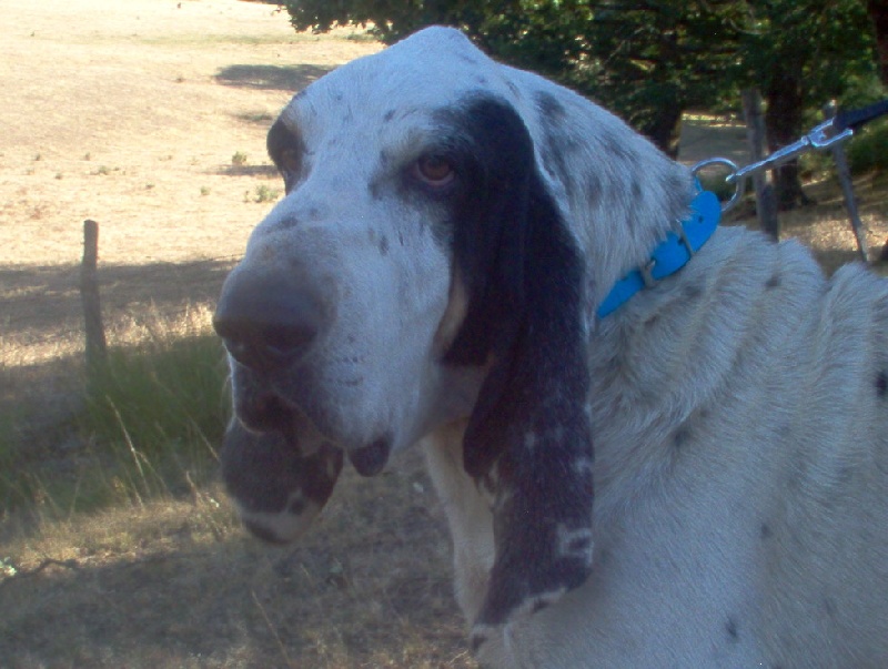 Rex Des plateaux de la Burguiere