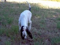 Étalon Grand gascon saintongeois - Albatros Des plateaux de la Burguiere