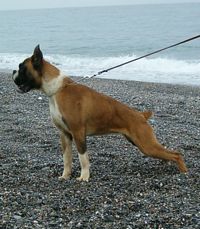 Étalon Boxer - Nerea de Bellaterra