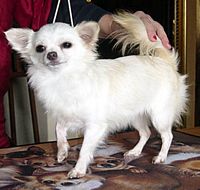 Étalon Chihuahua - Didley Little Champs