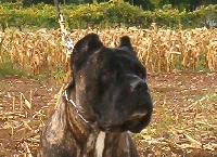 Étalon Cane Corso - Rothorm Jy Dream Cupra